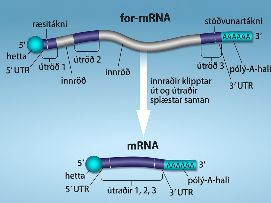 An illustration shows that in Pre- m R N A processing, there is a primary R N A transcript including regions labeled, left to right, as exon 1, intron, exon 2, intron, and exon 3. The introns are cut and exons are spliced together to produce mRNA. After R N A processing, there is a spliced R N A with these parts, left to right are a 5 prime cap, a 5 prime untranslated region, exon 1, exon 2, exon 3, a 3 prime untranslated region, and a poly a tail. The 5 prime unstranslated region is not separate from exon 1, but is the beginning of exon 1. The 3 prime untranslated region is not separate from exon 3 but the final part of exon 3.