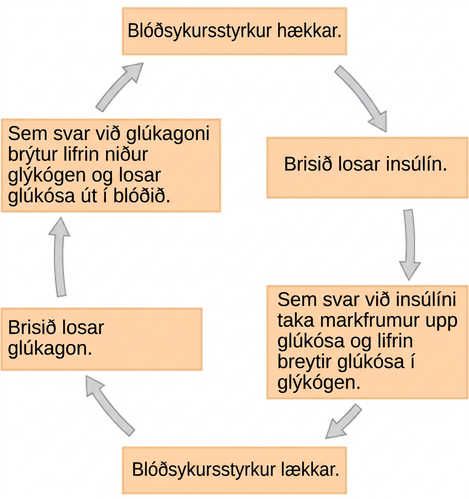When blood glucose levels fall, the pancreas secretes the hormone glucagon. Glucagon causes the liver to break down glycogen, releasing glucose into the blood. As a result, blood glucose levels rise. In response to high glucose levels, the pancreas releases insulin. In response to insulin, target cells take up glucose, and the liver converts glucose to glycogen. As a result, blood glucose levels fall.