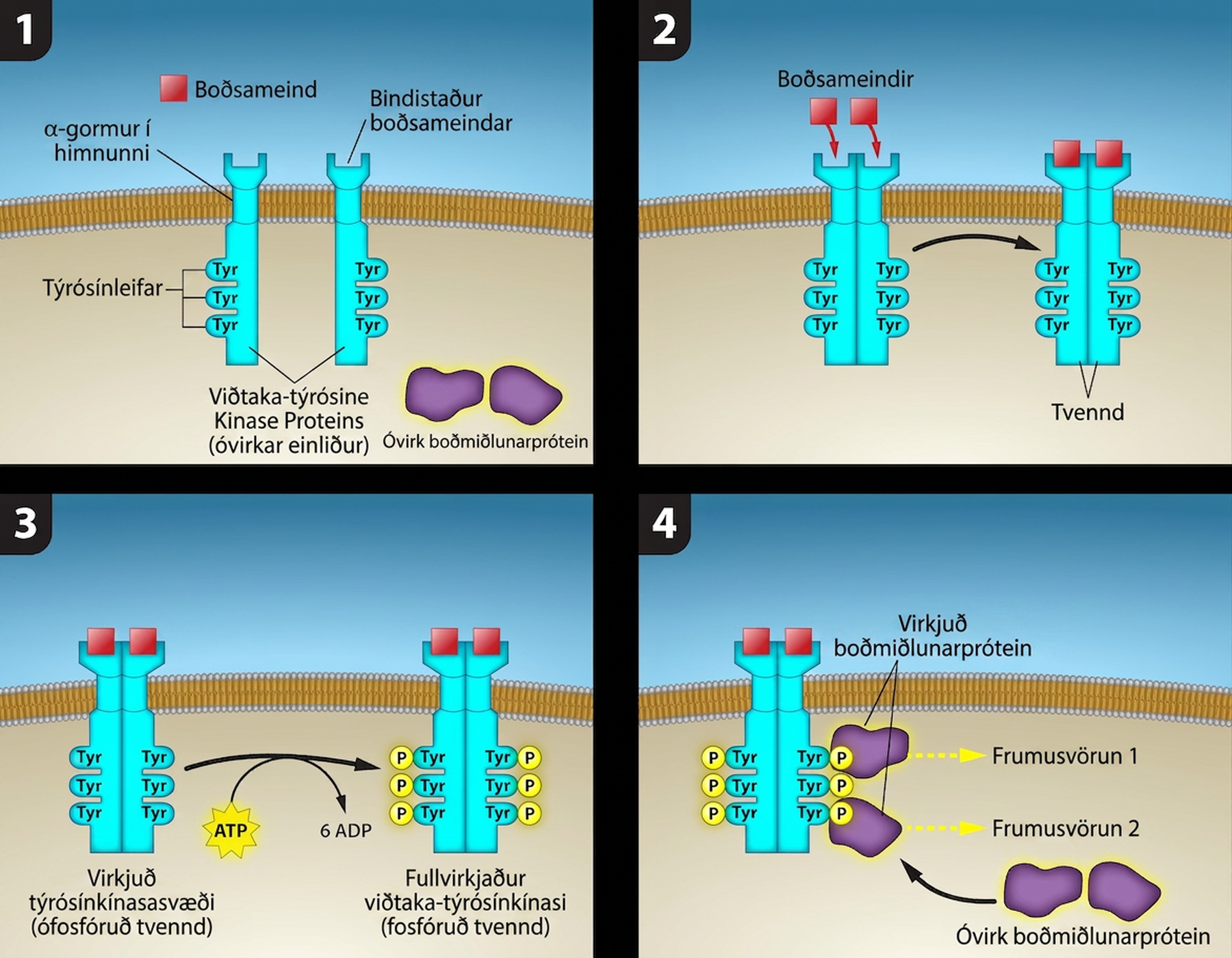 This illustration shows two receptor tyrosine kinase monomers embedded in the plasma membrane. Upon binding of a signaling molecule to the extracellular domain, the receptors dimerize. Tyrosine residues on the intracellular surface are then phosphorylated, triggering a cellular response. The cellular response involves binding of relay proteins, which result in Cellular Response 1 and Cellular Response 2.