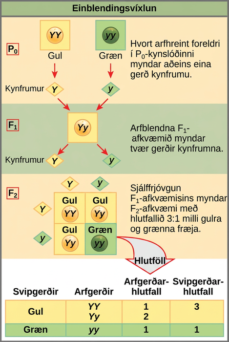 This illustration shows a monohybrid cross. In the upper P generation, one parent has a dominant yellow phenotype and the genotype upper Y upper Y, and the other parent has the recessive green phenotype and the genotype lower y lower y. Each parent produces one kind of gamete, resulting in an upper F subscript 1 baseline generation with a dominant yellow phenotype and the genotype upper Y lower y. Self-pollination of the upper F subscript 1 baseline generation results in an upper F subscript 2 baseline generation with a 3 to 1 ratio of yellow to green peas. One out of three of the yellow pea plants has a dominant genotype of upper Y upper Y, and 2 out of 3 have the heterozygous phenotype upper Y lower y. The homozygous recessive plant has the green phenotype and the genotype lower y lower y.