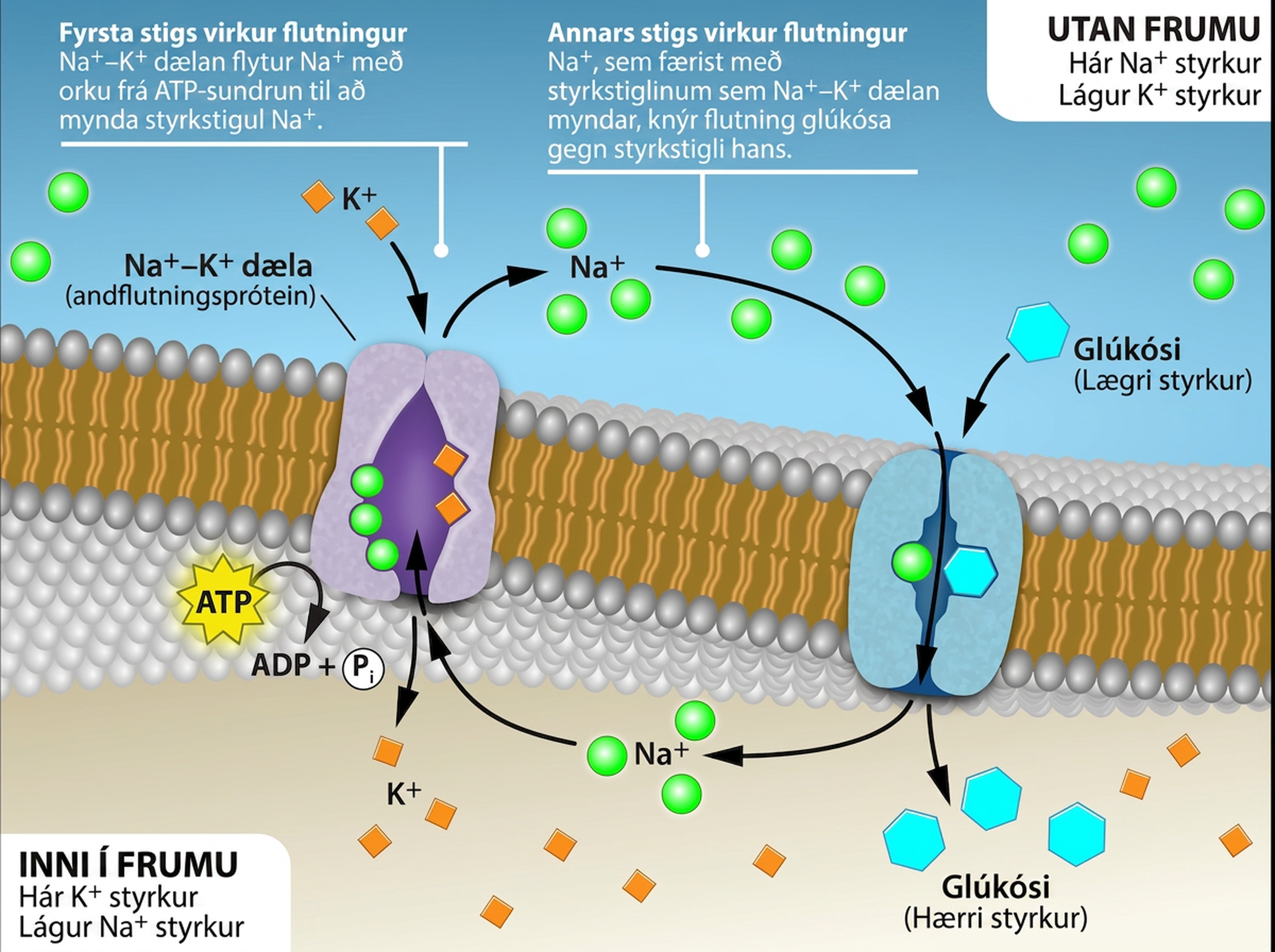 This illustration shows a membrane bilayer with two integral membrane proteins embedded in it. The first, a sodium-potassium pump, uses energy from A T P hydrolysis to pump three sodium ions out of the cell for every two potassium ions it pumps into the cell. The result is a high concentration of sodium outside the cell and a high concentration of potassium inside the cell. There is also a low concentration of glucose outside the cell, and a high concentration inside. A sodium-amino acid co-transporter simultaneously transports sodium and the glucose into the cell. Text within the image reads as follows: Primary Active Transport: the sodium potassium pump moves sodium ions using the energy of ATP hydrolysis to establish a concentration gradient of sodium ions. Secondary active transport: Sodium ions moving with the concentration gradient established by the sodium potassium pump drives the transport of glucose against its concentration gradient.