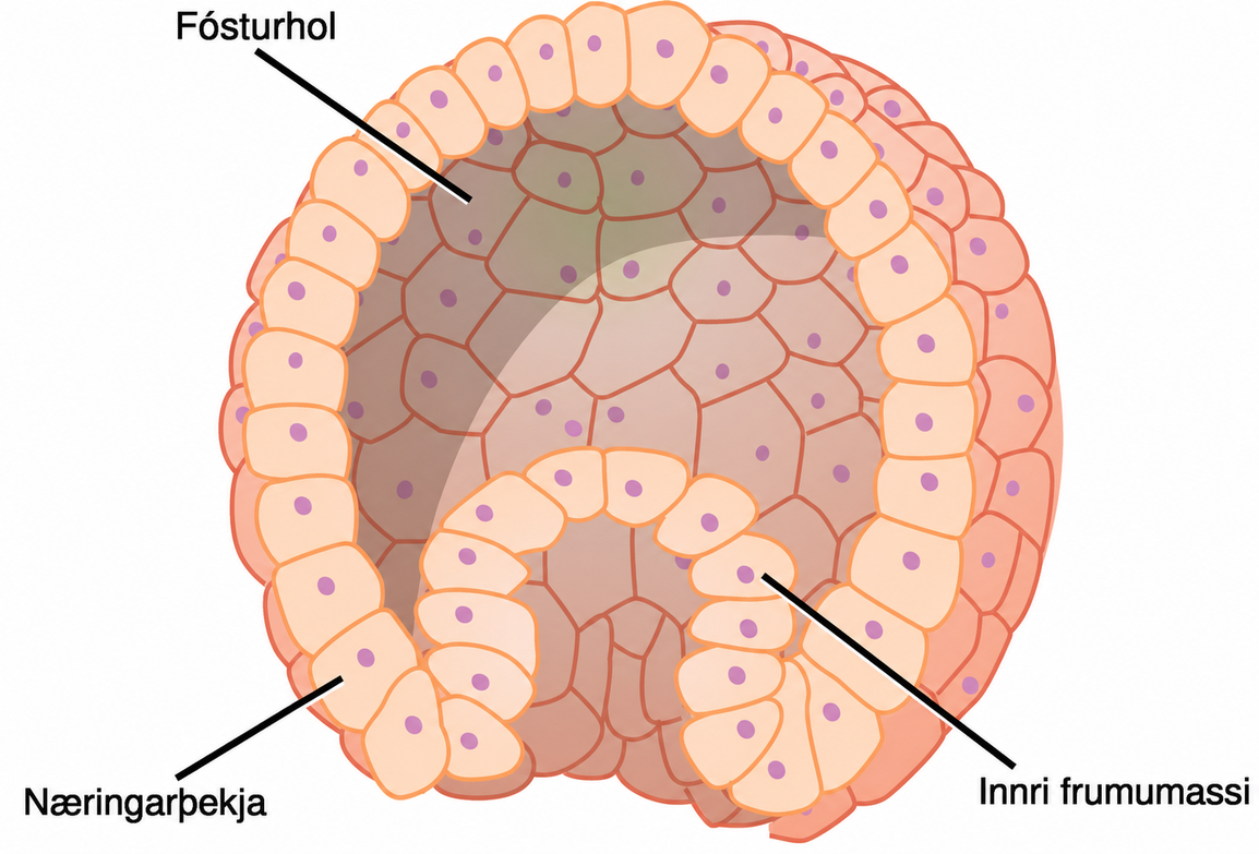 Illustration shows a hollow ball of cells with an inner cell mass clustered to one side. The exterior is called the trophoblast.