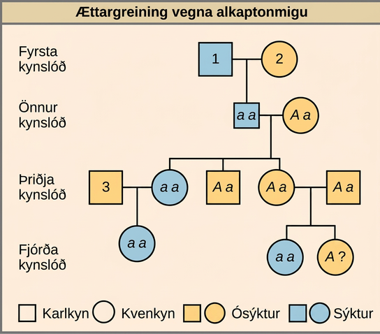 This is a pedigree of a family that carries the recessive disorder alkaptonuria. In the second generation, an unaffected mother and an affected father have three children. One child has the disorder, so the genotype of the mother must be upper case A lower case a, and the genotype of the father is lower case a lower case a. One unaffected child goes on to have two children, one affected and one unaffected. Because her husband was not affected, she and her husband must both be heterozygous. The genotype of their unaffected child is unknown, and is designated upper A question mark. In the third generation, the other unaffected child had no offspring. The affected third-generation child goes on to have one child with the disorder. Her husband is unaffected and is labeled 3. The first generation father is affected and is labeled 1; The first generation mother is unaffected and is labeled 2 The Visual Connection question asks the genotype of the three numbered individuals.