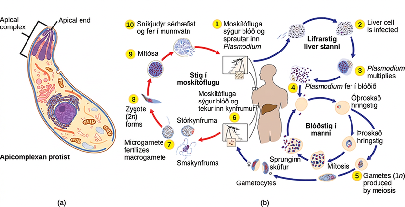 Illustration A shows an oval cell that has a narrow end and a wide end. The apical complex is located at the narrow end. The three branches of this complex narrow and join at the apical, or narrow, end of the cell. Illustration b shows the life cycle of Plasmodium, which causes malaria. The plasmodium life cycle begins when a mosquito takes a blood meal and injects Plasmodium into the bloodstream. The Plasmodium enters the liver where it multiplies, and eventually reenters the blood. In the blood it enters the ring stage, so called because the cell is curled into a ring shape. The Ring stage may multiply by mitosis or it may undergo meiosis, forming new 1n gametes of male or female sex types. When a mosquito takes a blood meal from an infected host the gametes are ingested. A smaller gamete sex type, called a microgamete, fertilizes a larger sex type, called a macrogamete, producting a 2n zygote. The zygote undergoes mitosis and differentiation. It enters the saliva where it can be injected into another host, completing the cycle.