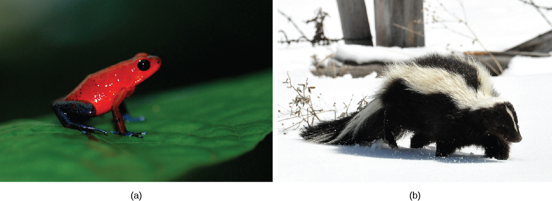 Photo A shows a bright red frog sitting on a leaf. Photo B shows a skunk, whose body is covered in black fur, but has 2 prominent white stripes extending down its back and tail.
