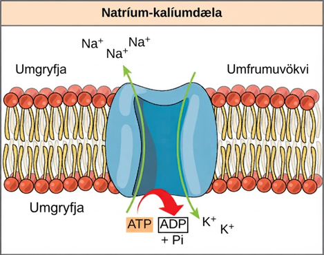 This illustration shows the sodium-potassium pump embedded in the cell membrane. A T P hydrolysis catalyzes a conformational change in the pump that allows sodium ions to move from the cytoplasmic side to the extracellular side of the membrane, and potassium ions to move from the extracellular side to the cytoplasmic side of the membrane as well.