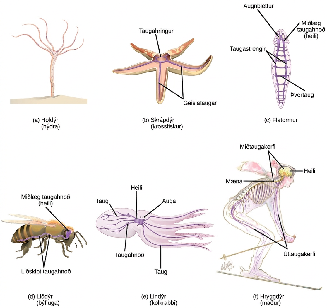 Illustration A shows the nerve net of a hydra, which resembles a fish net surrounding the body. The hydra is plant like, with a trunk and tentacle like extensions at the top of the trunk. Illustration B shows the nervous system of a sea star. A nerve ring is present in the center of the body. Radiating out from this ring into the five arms are radial nerves. Illustration C shows the nervous system of a planarian, or flatworm. The flatworm has centralized ganglia, or brains, around each eye in the anterior end, and two nerve cords that run along the sides of the body. Transverse nerves connect the nerve cords together. Illustration D shows the nervous system of a bee. The central ganglia, or brain, is located in the head. The ventral nerve cord runs along the lower part of the body. Bumps of nerve cell bodies, called peripheral ganglia, occur periodically along the nerve cord. Illustration E shows the nervous system of the octopus, which consists of a large brain located between the two eyes, and nerves that run into the body and arms. Two large ganglia exist in the nerves located in the body. Illustration F shows the nervous system of a human, which consists of a central nervous system composed of the brain and spinal cord, and a peripheral nervous system composed of the nerves running into the rest of the body.