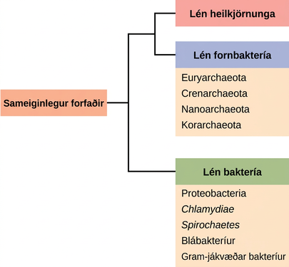 Ættartré lífsins sýnir sameiginlegan forföður og þrjú meginlén: bakteríur, fornbakteríur og heilkjörnunga.