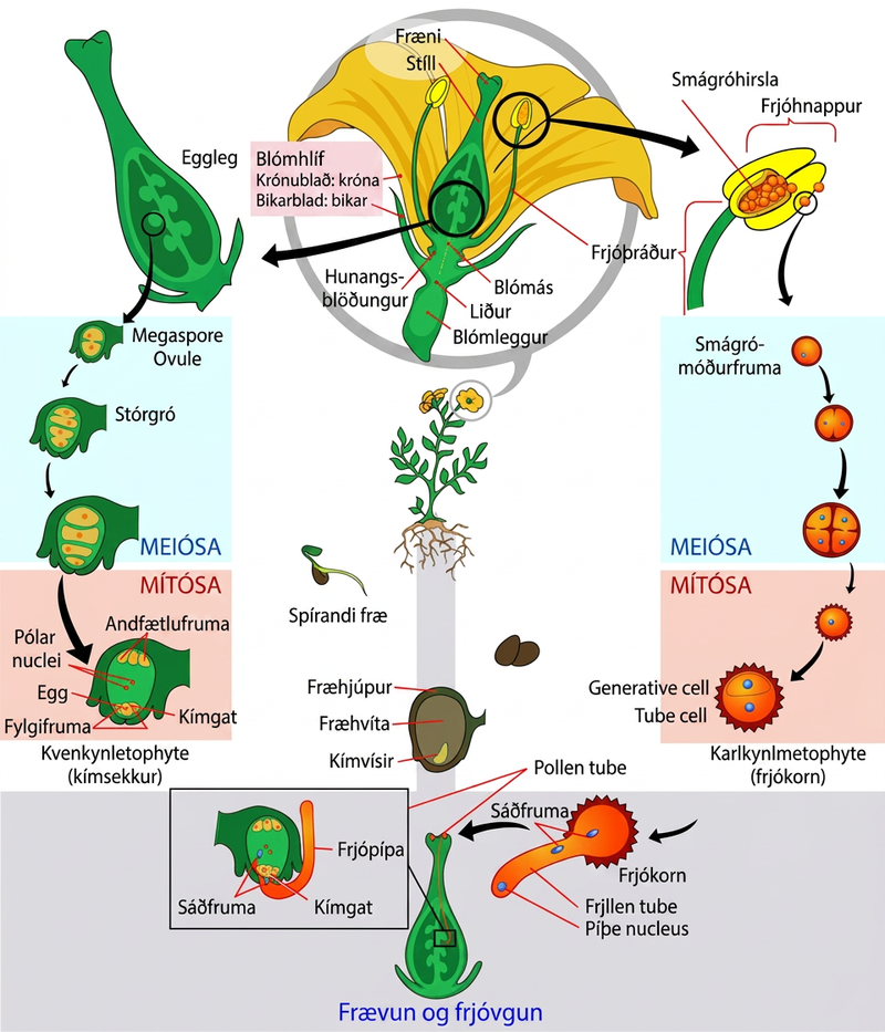 The parts of the flower are shown. The base of the perianth, which includes petals and sepals, is called the flora axis. A narrowing called the articulation separates the floral axis from the lower pedicel, which attached the flower to a stem. Microsporangia are in the anthers. Microspores, or mother cells, form inside the microsporangia. The microspore undergoes meiosis, producing four cells, each of which becomes a grain of pollen with a hard coating. The pollen grain undergoes mitosis, producing a generative cell and a tube cell. Megaspores form inside vase-like carpel, in the ovule, which is in the ovary. The macrospores undergo meiosis, producing four cells. The cells then undergo mitosis, producing three antipodals, two polar nuclei, and egg and two synergids, each with a nucleus. Together, these cells are called the megagametophyte, or embryo sac. Pollination occurs when a pollen grain lands on the stigma, the flat structure at the top of the carpel. The tube nucleus grows into the long style, to the ovary. There, the generative cell of the sperm fertilizes the egg.