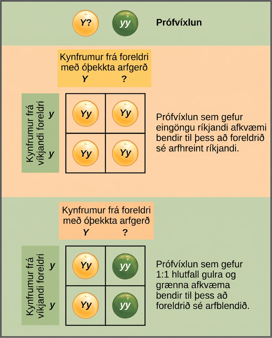 In a test cross, a parent with a dominant phenotype but unknown genotype is crossed with a recessive parent. If the parent with the unknown phenotype is homozygous dominant, all of the resulting offspring will have at least one dominant allele. If the parent with the unknown phenotype is heterozygous, fifty percent of the offspring will inherit a recessive allele from both parents and will have the recessive phenotype.