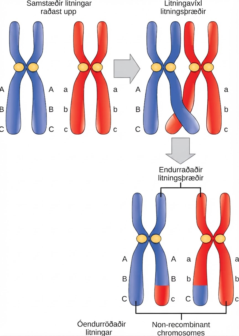 This illustration shows a pair of homologous chromosomes that are aligned. The ends of two nonsister chromatids of the homologous chromosomes cross over, and genetic material is exchanged. The non-sister chromatids between which genetic material was exchanged are called recombinant chromosomes. The other pair of non-sister chromatids that did not exchange genetic material are called non-recombinant chromosomes.