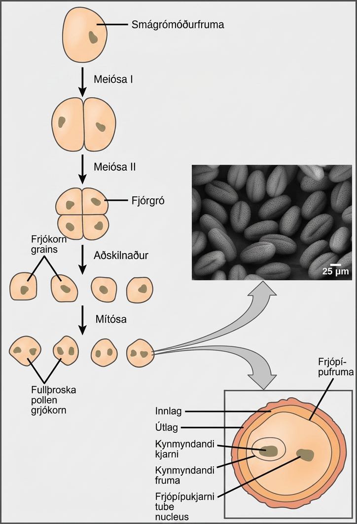 Illustration shows the formation of pollen from a microspore mother cell. The mother cell undergoes meiosis to form a tetrad of cells, which separate to form the pollen grains. The pollen grains undergo mitosis without cytokinesis, resulting in four mature pollen grains with two nuclei each. One is called the generative nucleus, and the other is called the pollen tube nucleus. Two projective layers form around the mature pollen grain, the inner intine and the outer exine. Micrograph shows a pollen grain, which looks like puffed wheat.
