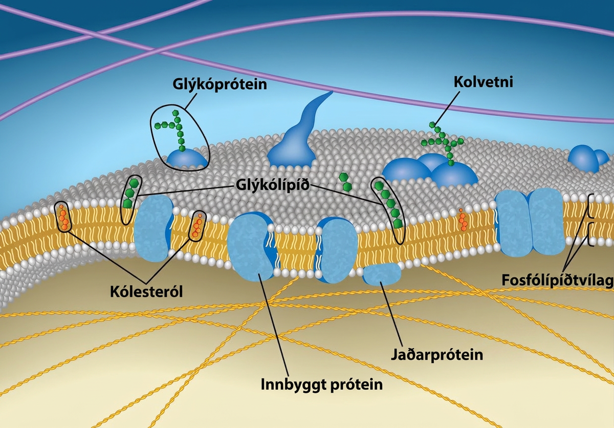 This illustration shows that the inside and outside of a plasma membrane are different, with the exterior covered in the spherical heads, and the interior filled with the strandlike tails.