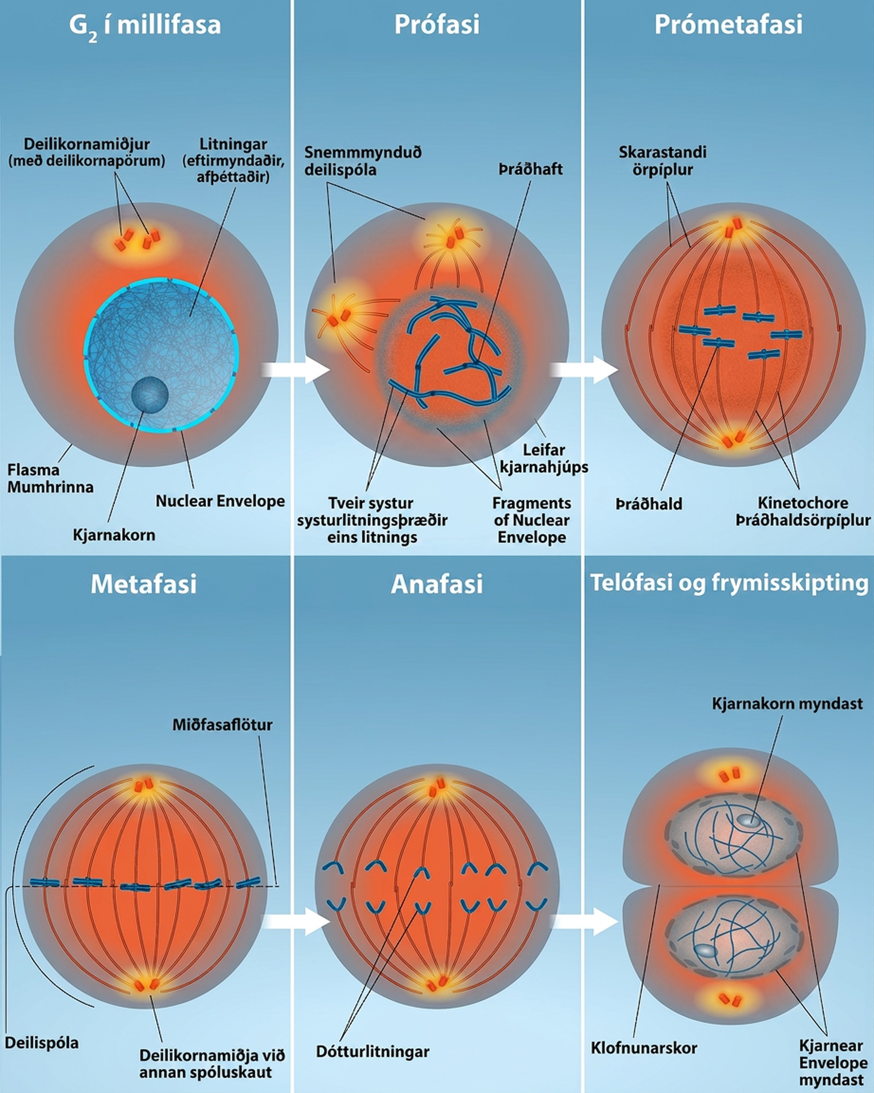 This diagram shows the five phases of mitosis and cytokinesis. During prophase, the chromosomes condense and become visible, spindle fibers emerge from the centrosomes, the nuclear envelope breaks down, and the nucleolus disappears. During prometaphase, the chromosomes continue to condense and kinetochores appear at the centromeres. Mitotic spindle microtubules attach to the kinetochores, and centrosomes move toward opposite poles. During metaphase, the mitotic spindle is fully developed, and centrosomes are at opposite poles of the cell. Chromosomes line up at the metaphase plate and each sister chromatid is attached to a spindle fiber originating from the opposite pole. During anaphase, the cohesin proteins that were binding the sister chromatids together break down. The sister chromatids, which are now called chromosomes, move toward opposite poles of the cell. Non-kinetochore spindle fibers lengthen, elongating the cell. During telophase, chromosomes arrive at the opposite poles and begin to decondense. The nuclear envelope reforms. During cytokinesis in animals, a cleavage furrow separates the two daughter cells. In plants, a cell plate separates the two cells.
