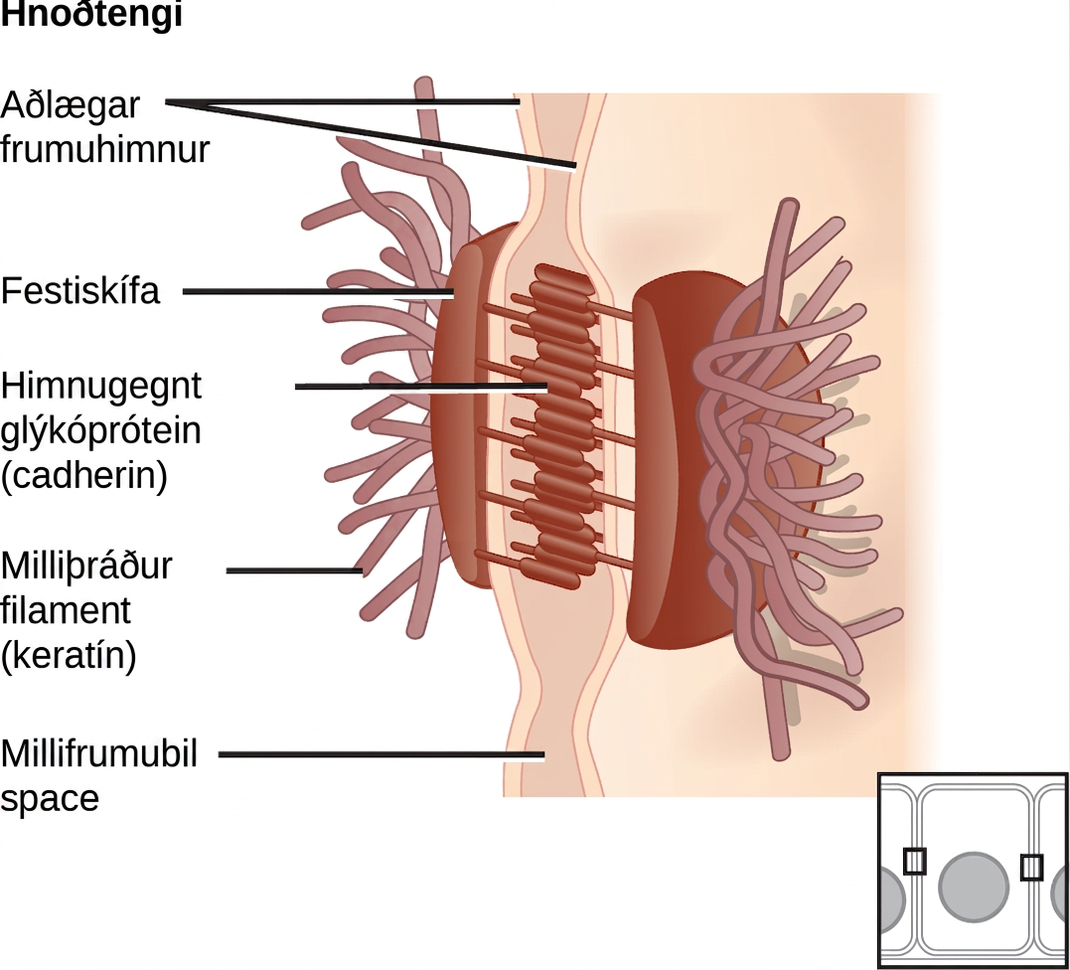 This illustration shows two cells fused together by a desmosome. Cadherins extend from each cell and join the two cells together. Intermediate filaments connect to cadherins on the inside of the cell.