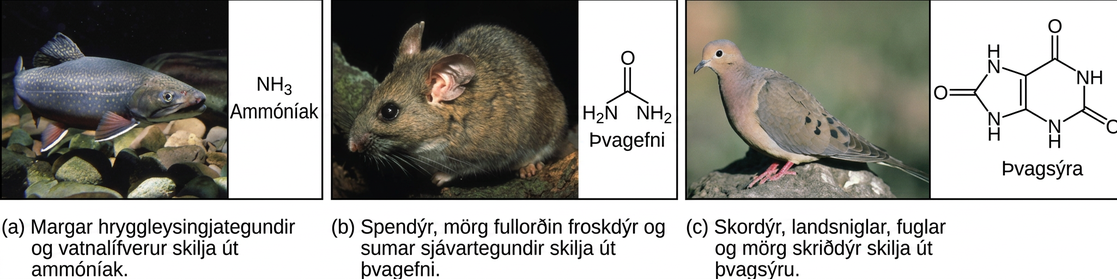Part A shows a photo of a freshwater fish and states that many invertebrates and aquatic species excrete ammonia. The chemical structure of ammonia is upper case N upper case H subscript 3 baseline. Part B shows a photo of a wood rat and states that mammals, many adult amphibians, and some marine species excrete urea. The chemical structure of urea is shown. Urea has two upper N upper H subscript 2 baseline groups attached to a central carbon. An oxygen is also double-bonded to this central carbon. Part C shows a photo of a pigeon and states that insects, land snails, birds, and many reptiles excrete uric acid. The chemical structure of uric acid is shown. Uric acid has a six-membered carbon ring attached to a five-membered ring. Each ring has two upper N upper H groups embedded in it. An oxygen is double-bonded to each ring.