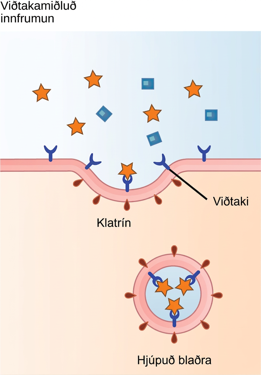 This illustration shows a part of the plasma membrane that is clathrin-coated on the cytoplasmic side and has receptors on the extracellular side. The receptors bind a substance, then pinch off to form a vesicle.