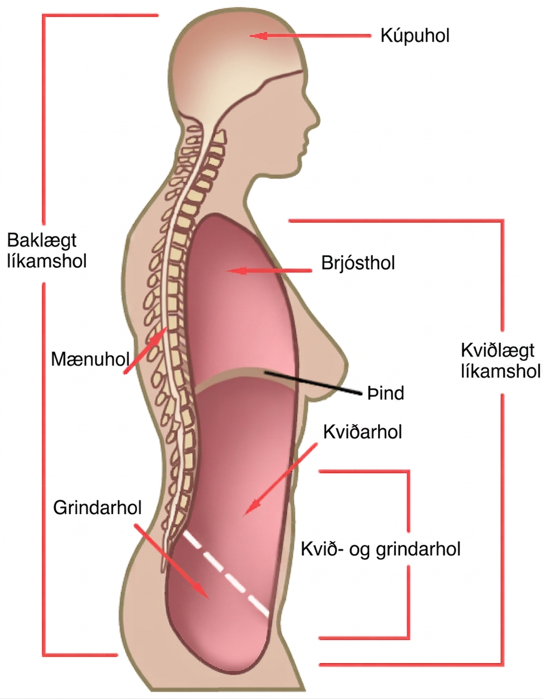 Illustration shows a cross-sectional side view of the upper part of a human body. The entire head region above the eyes and to the back of the head and a long thin strip from this region down the back is shaded to indicate the dorsal cavity. The head is labeled cranial cavity and the long thin region down the back is the spinal cavity. A large oblong area shaded at the front of the body indicates the ventral cavity. It is labeled from top to bottom as thoracic cavity, diaphragm (thin line separating regions), abdominal cavity, and pelvic cavity. The abdominal and pelvic cavities are separated by a thin dashed line and together they are labeled the abdominopelvic cavity.