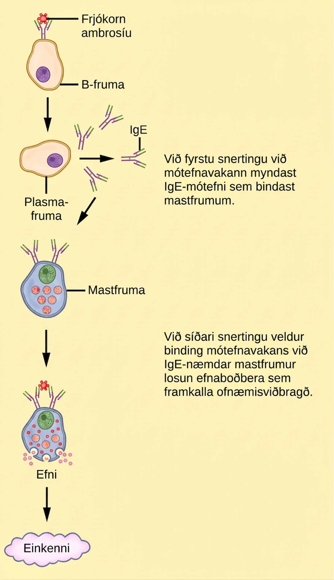Illustration shows ragweed pollen attached to the surface of a B cell. The B cell is activated, producing plasma cells that release I g E. The I g E is presented on the surface of a mast cell. Upon a second exposure, binding of the antigen to the I g E primed mast cells causes the release of chemical mediators that elicit an allergic reaction.