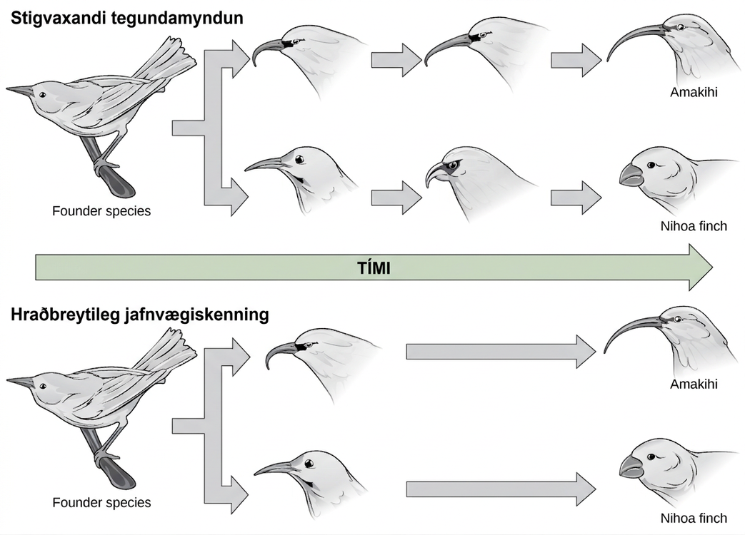 In the gradual speciation example, a founder species of bird diverges into one species with a hooked beak, and another with strait beak. Over time, through gradual intermediate stages, the hooked beak gets longer and thinner, and the straight beak gets shorter and fatter. In the punctuated equilibrium example, as in the graduated speciation example, the founder species diverges into one species with a hooked break and another with a straight beak. However, in this case the hooked and straight beaks remain unchanged for a significant period of time, and only then give rise to long, thin and short, fat beaks.