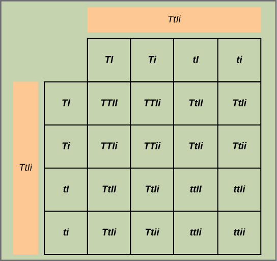 This figure shows all possible combinations of offspring resulting from a dihybrid cross of pea plants that are heterozygous for the tall slash dwarf and inflated slash constricted alleles.