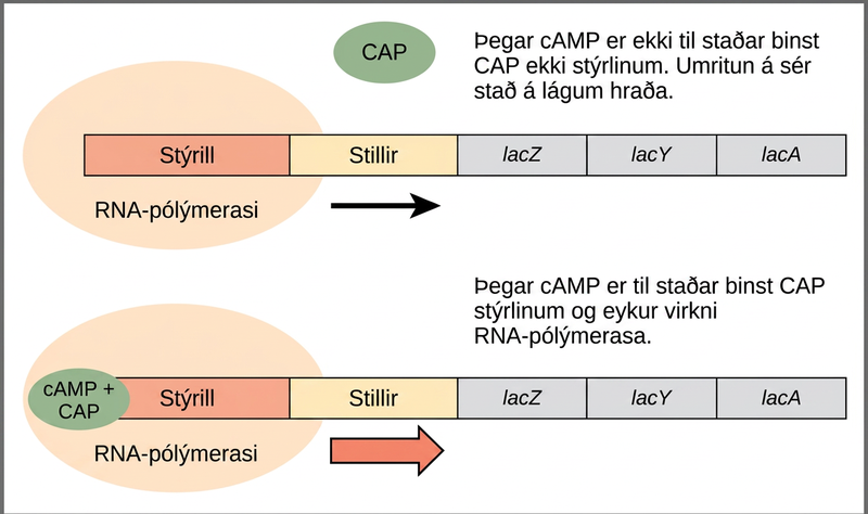 The lac operon consists of a promoter, an operator, and three genes named lac Z, lac Y, and lac A that are located in sequential order on the D N A. In the absence of c A M P, the CAP protein does not bind the D N A. R N A polymerase binds the promoter, and transcription occurs at a slow rate. In the presence of c A M P, a C A P + c A M P complex binds to the promoter and increases R N A polymerase activity. As a result, the rate of R N A synthesis is increased.