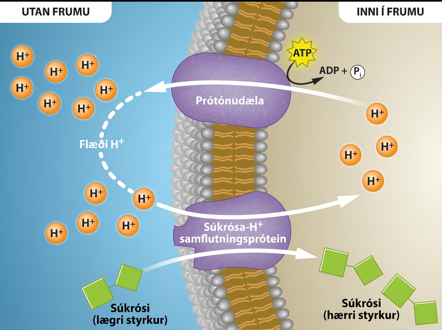 This illustration shows a membrane bilayer with a potassium channel called a proton pump embedded in it. Hydrogen ions flow out of the cell through a proton pump, then back into the cell as part of the sucrose-proton cotransporter. Sucrose flows with the protons from the lower concentration outside the cell to the higher concentration inside the cell, which is against the concentration gradient.
