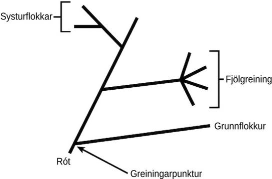 Illustration shows a phylogenetic tree that starts at a root, indicating that all organisms on the tree share a common ancestor. Shortly after the root, the tree branches out. One branch gives rise to a single, basal lineage, and the other gives rise to all other organisms on the tree. The next branch forks at one point into four different lineages, an example of polytomy. The final branch gives rise to two lineages, an example of sister taxa.