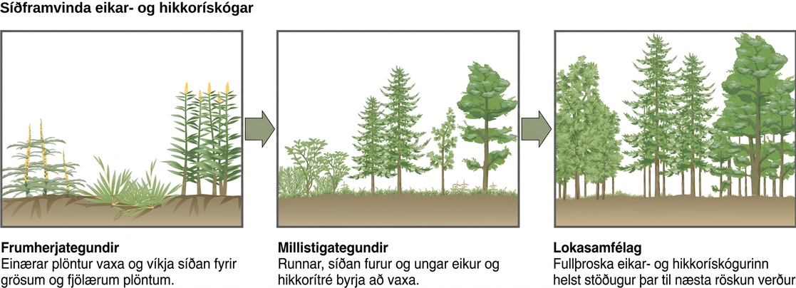 The three illustrations show secondary succession of an oak and hickory forest. The first illustration shows a plot of land covered with pioneer species, including grasses and perennials. The second illustration shows the same plot of land later covered with intermediate species, including shrubs, pines, oak, and hickory. The third illustration shows the plot of land covered with a climax community of mature oak and hickory. This community remains stable until the next disturbance.