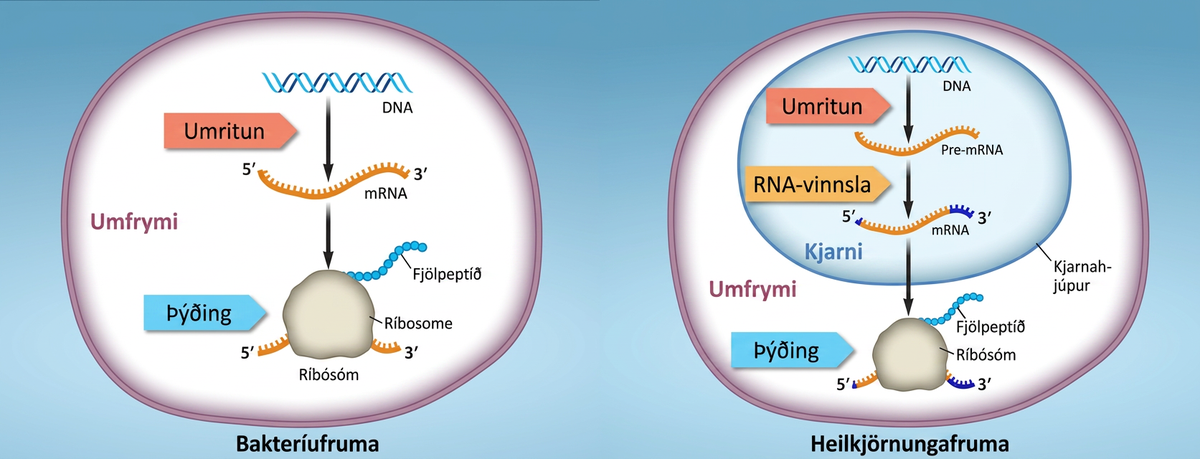 Prokaryotic cells do not have a nucleus, and D N A is located in the cytoplasm. Ribosomes attach to the m R N A as it is being transcribed from D N A. Thus, transcription and translation occur simultaneously. In eukaryotic cells, the D N A is located in the nucleus, and ribosomes are located in the cytoplasm. After being transcribed, pre m R N A is processed in the nucleus to make the mature mRNA, which is then exported to the cytoplasm where ribosomes become associated with it and translation begins.