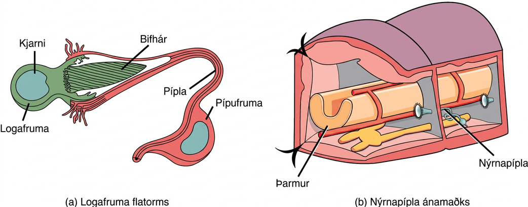 Illustration A shows a flame cell, which is bulb-shaped with cilia projecting from one end. The cilia form a point, like the tip of a paintbrush, inside a wide opening at the end of a tube cell. The tube cell narrows into a tubule, then widens into a body where the nucleus is located. The tubule continues past the cell body. Illustration B shows a cross section of an earthworm, which is segmented with walls separating each segment. The trumpet-like opening of a nephridium sticks out of the wall. Cilia surround the opening. Beyond the wall, the nephridium forms a tube that winds down to the ventral surface, where it connects with an opening to the exterior. Just above the opening the tube widens into a bladder.
