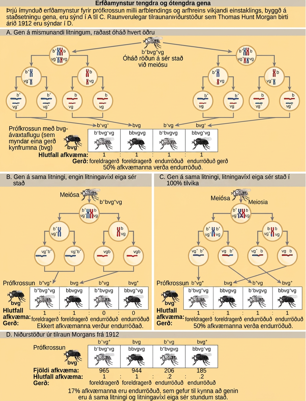 The illustration shows the possible inheritance patterns of linked and unlinked genes. The example used includes fruit fly body color and wing length. Fruit flies may have a dominant gray color lowercase b superscript +, or a recessive black color lowercase b. They may have dominant long wings lowercase v g superscript +, or recessive short wings, lowercase v g. Three hypothetical inheritance patterns for a test cross between a heterozygous and a recessive fruit fly are shown, based on gene placement. The actual experimental results published by Thomas Hunt Morgan in 1912 are also shown. In the first hypothetical inheritance pattern in part a, the genes for the two characteristics are on different chromosomes. Independent assortment occurs so that the ratio of genotypes in the offspring is 1 b + b v g + v g colon 1 b b v g v g colon 1 b + b v g v g colon 1 b b v g + v g, and 50% of the offspring are nonparental types. In the second hypothetical inheritance pattern in part b, the genes are close together on the same chromosome so that no crossover occurs between them. The ratio of genotypes is 1 b + b v g + v g colon 1. b b v g v g, and none of the offspring are recombinant. In the third hypothetical inheritance pattern in part c, the genes are far apart on the same chromosome so that crossing over occurs 100% of the time. The ratio of genotypes is the same as for genes on two different chromosomes, and 50% of the offspring are recombinant, nonparental types. Part d shows that the number of offspring that Thomas Hunt Morgan actually observed was 965 colon 944 colon 206 colon 185, which is b + b v g + v g colon b b v g v g colon b + b v g v g colon b b v g + v g. Seventeen percent of the offspring were recombinant, indicating that the genes are on the same chromosome and crossing over occurs between them some of the time.