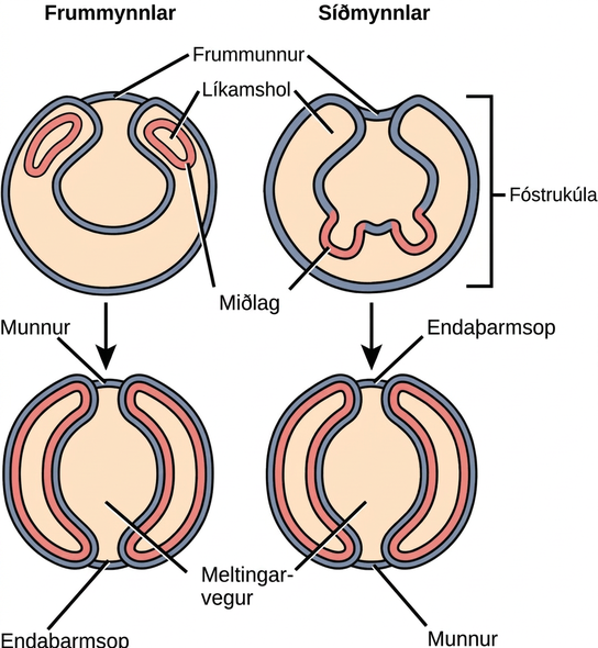 The illustration compares the development of protostomes and deuterostomes. In both protostomes and deuterostomes, the gastrula, which resembles a hollow ball of cells, contains an indentation called a blastopore. In protostomes, two circular layers of mesoderm form inside the gastrula, containing the coelom cavity. As the protostome develops, the mesoderm grows and fuses with the gastrula cell layer. The blastopore becomes the mouth, and a second opening forms opposite the mouth, which becomes the anus. In deuterostomes, two groups of gastrula cells in the blastopore grow inward to form the mesoderm. As the deuterostome develops, the mesoderm pinches off and fuses, forming a second body cavity. The body plan of the deuterostome at this stage looks very similar to that of the protostome, but the blastopore becomes the anus, and the second opening becomes the mouth.
