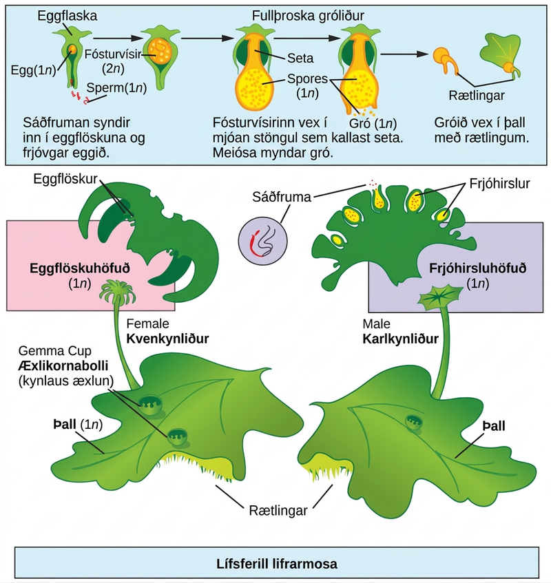 The liverwort has a flat, leaf-like structure called a thallus, which is haploid (1n). Root-like rhizoids grow from the bottom of the thallus. Gemma cups used for asexual reproduction grow on top of the thallus. A slender stalk extends from the thallus, and a haploid (1n) archegonial head sits at its top. The archegonial head is the female gametophyte. The archegonial head has fronds, like a palm tree. The underside of the archegonial head contains protrusions called archegonia, which house the eggs. Another stalk extends from another thallus, and a haploid (1n) antheridial head sits at its top. The antheridial head is the male gametophyte. The outside of the antheridial head has antheridia which release sperm. The haploid (1n) sperm swim through a hole in the bottom of the archegonium and fertilize the haploid (1n) egg to produce a diploid (2n) embryo. The embryo grows into a stalk called a seta. Meiosis produces haploid (1n) spores in a sac at the tip of the stalk. The sac bursts open, releasing the spores. The spores sprout, producing a new thallus and rhizoids.