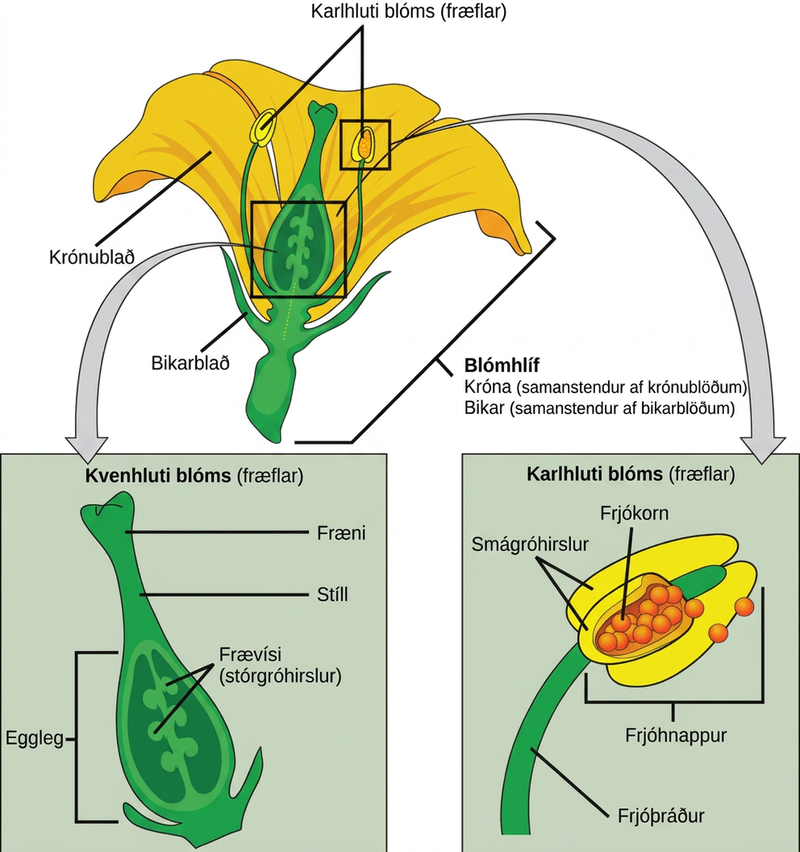 Illustration shows parts of a flower, which is called the perianth. The corolla is composed of petals, and the calyx is composed of sepals. At the center of the perianth is a vase-like structure called the carpel. A flower may have one or more carpels, but the example shown has only one. The narrow neck of the carpel, called the style, widens into a flat stigma at the top. The ovary is the wide part of the carpel. Ovules, or megasporangia, are clusters of pods in the middle of the ovary. The androecium is composed of stamens which cluster around the carpel. The stamen consists a long, stalk-like filament with an anther at the end. The anther shown is tri-lobed. Each lobe, called a microsporangium, is filled with pollen.