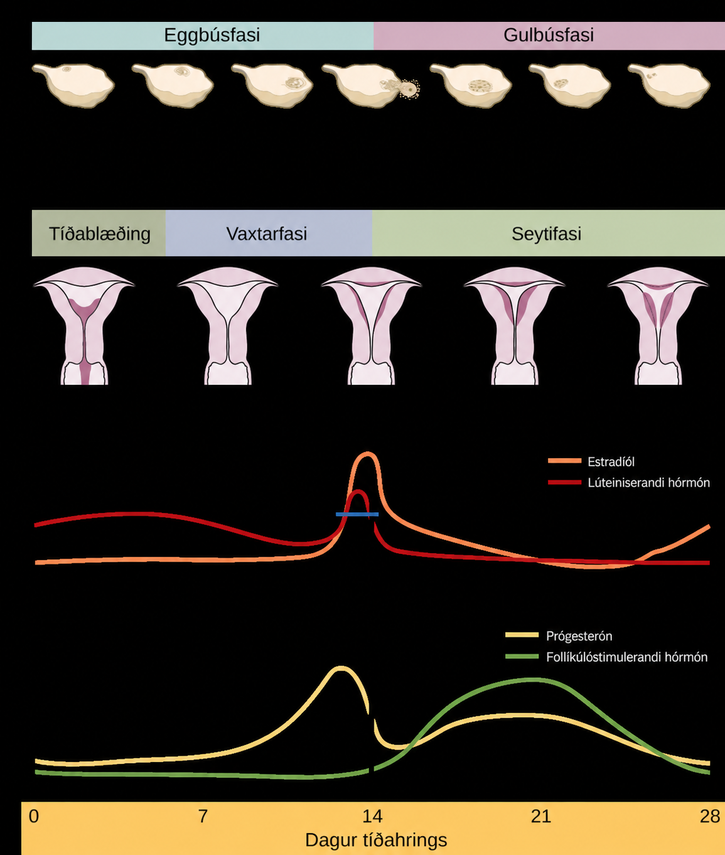 The menstrual cycle encompasses both an ovarian cycle and a uterine cycle. The uterine cycle is divided into menstrual flow, the proliferative phase and the secretory phase. The ovarian cycle is separated into follicular and luteal phases. At day zero the uterine cycle enters the menstrual phase and the ovarian cycle enters the follicular phase. Menstruation begins, and the follicle inside the uterus begins to grow. The level of the pituitary hormone F S H rises slightly, while L H levels remain low. The levels of ovarian hormones estradiol and progesterone remain low. After menses the uterine cycle enters the proliferative phase and the follicle continues to grow. The level of the ovarian hormone estradiol begins to rapidly rise. Toward the end of the proliferative phase, levels of the pituitary hormones F S H and L H rise as well. Around day fourteen, just after the levels of estrogen, progesterone and estradiol reach their peak, ovulation occurs. The follicle ruptures, releasing the oocyte. The ovarian cycle enters the luteal phase. The follicle grows into a corpus luteum and then degenerates. The uterus enters the secretory phase. Progesterone levels increase and estradiol levels, which had dropped after ovulation, increase as well. Toward the end of the secretory phase estrogen and progesterone levels decrease, reaching their baseline levels around day 28. At this point menstruation begins.