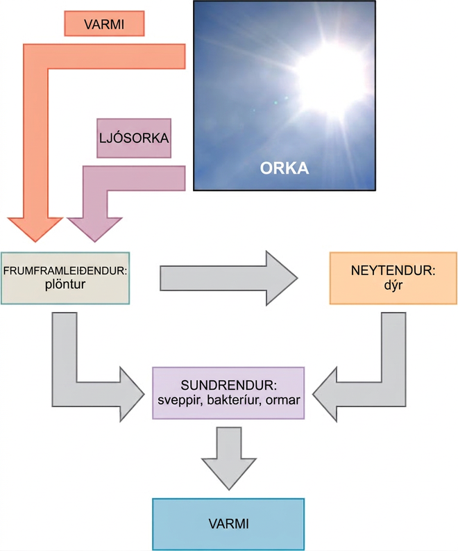 This diagram shows energy from the sun being transferred to producers, such as plants, as well as releasing heat. The producers in turn transfer the energy to consumers and decomposers, which release heat. Animals also transfer energy to decomposers.