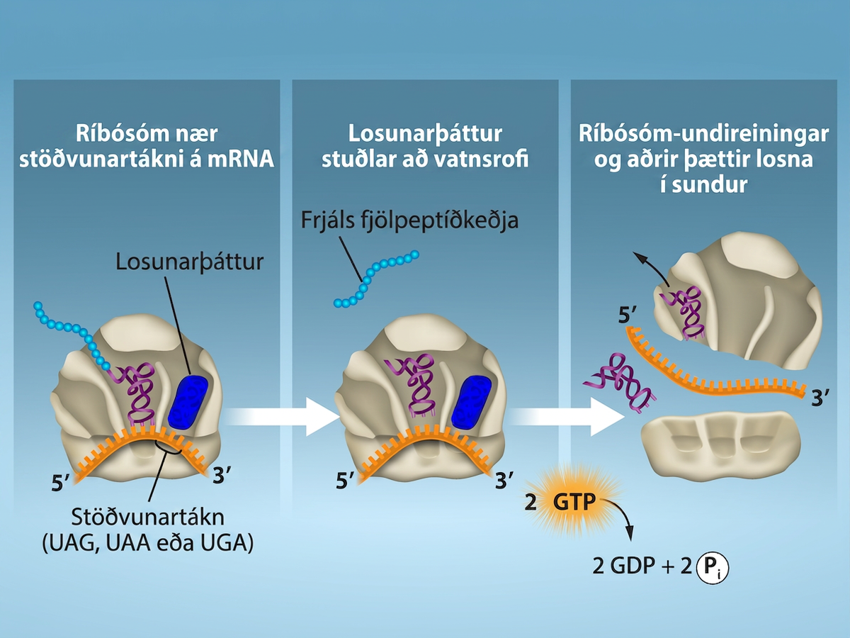 The first section shows a ribosome reaching a stop codon on m R N A. The stop codon reaches the A site of the ribosome, and a release factor interacts with the A site as well. The second section shows the polypeptide being released. 2 G T P molecules go through hydrolysis, leading to the third section. In the third section, the ribosome subunits are shown separating, and the RNA is no longer connected to it.