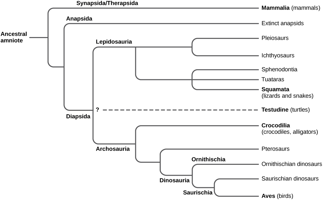 The trunk of the amniote phylogenetic tree is the ancestral amniote. Initially, the tree branches into diapsids, anapsids, and synapsids. Synapsids give rise to mammals, which are therapsids. Anapsids are all extinct. Diapsids are subdivided into two groups, lepidosaurs and archosaurs. Lepidosauria includes plesiosaurs, ichthyosaurs, Sphenodontia and Squamata, which includes lizards and snakes. Archosauria branches into Crocodilia, pterosaurs, dinosaurs, and birds.