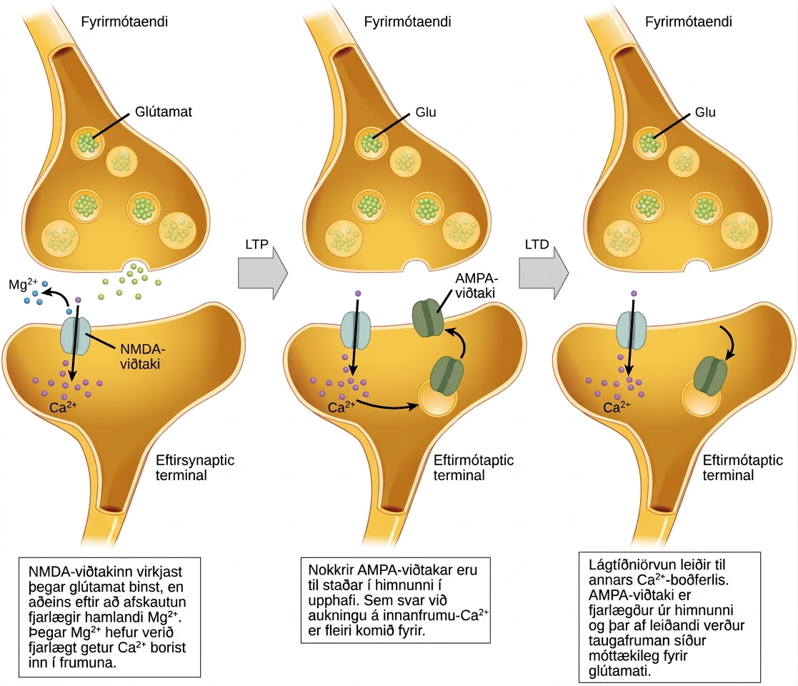 Illustration shows the mechanism of L T P and L T D. Normally, the N M D A receptor in the postsynaptic neuron is activated by glutamate binding, but only after depolarization removes an inhibitory magnesium ion. Once the magnesium is removed, calcium can enter the cell. In response to an increase in intracellular calcium, A M P A receptors are inserted into the plasma membrane, which amplifies the signal resulting in L T P. L D P occurs when low-frequency stimulation results in the activation of a different calcium-signaling cascade that causes A M P A receptors to be removed from the plasma membrane. As a result, the nerve cell becomes less responsive to glutamate.