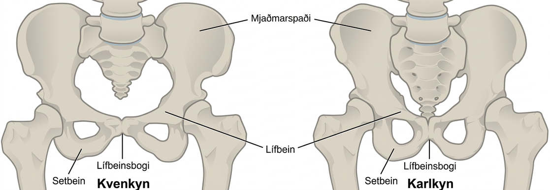 Illustration compares male and female pelvic bones. In both males and females, a wide, rounded bone called the ilium attaches to each side of the spine. The ilium curves toward the front, where it narrows into the ischium. A loop-shaped bone extends down from the place where the ilium meets the ischium, and connects back to the ilium in the front center of the body; this area is the pubic arch. Females appear to have a wider pubic arch.