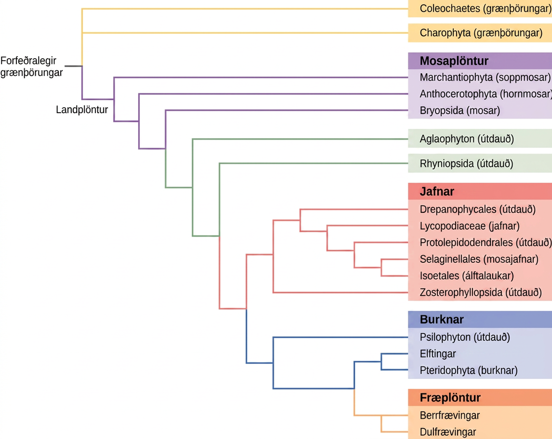 The image depicts a branching diagram (a tree-like structure) where the branches spread horizontally from a main ancestor on the left. On the right, organism names are labeled. The cascading branching starts with a single stem at the upper left corner labeled ‘Ancestral green algae’. This has a branching point giving rise to three horizontal branches. The top two branches extend all the way to the right and are labeled ‘Coleochaetes (green algae)’ and ‘Charophytes (green algae) from top to bottom. The third branch is a short branch labeled ‘Embryophytes’ on the left. It branches into two new branches. The top branch extends all the way to the right and is labeled Marchantiophyta (liverworts)’. The bottom branch divides into two additional branches, the top labeled Anthocerotophyta (hornworts)’. The bottom branch splits into two branches, the top labeled at the right ‘Bryopsida (mosses)’. The liverworts, hornworts, and mosses are collectively labeled Bryophytes. The bottom branch splits into additional two branches, the top labeled at the right ‘Aglaophyton (extinct)’. The bottom splits into two branches, labeled ‘Rhyniopsida (extinct)’, and one branch which splits again. The top branch splits into several branches which all end in several organisms collectively labeled ‘Lycophytes’. The order of organisms in this group from top to bottom is ‘Drepanophycales (exctinct); Lycopodiophyta (club moses)’; Protolepidodendrales (exctinct); Selaginellales (spike mosses); Isoetales (quillworts); Zosterophyllopsida (extinct). The bottom branch splits in two additional branches, the first labeled ‘Psilophyton (extinct)’, and the bottom splits again. The top branch gives rise to two branches that are labeled ‘Equisetopsida (horsetails)’; and ‘Pteriodophyta (ferns)'. The Psilophyton, Equisetopsida (horsetails), and Pteriodophyta (ferns) are collectively labeled Monilophytes. Finally the bottom branch splits into two branches, the top labeled ‘Gymnosperms’ and the bottom 'Angiosperms’. These are collectively labeled ‘Spermatophytes’.