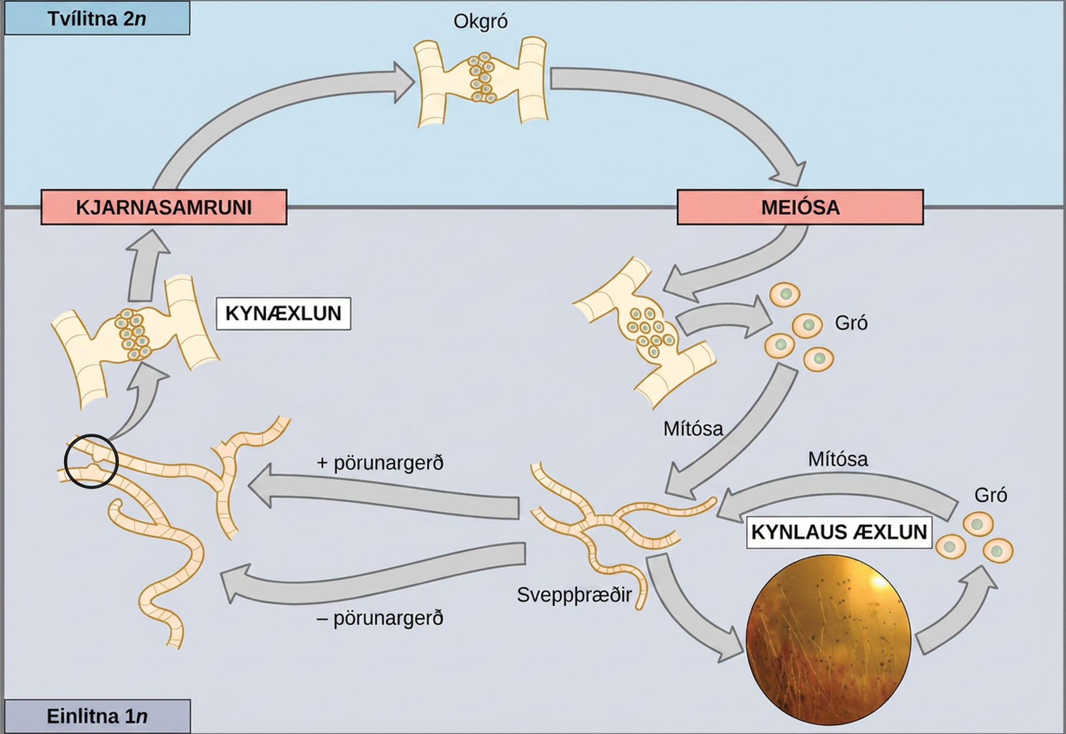 This illustration shows the life cycle of fungi. In fungi, the diploid (2n) zygospore undergoes meiosis to form haploid (1n) spores. Mitosis of the spores occurs to form hyphae. Hyphae can undergo asexual reproduction to form more spores, or they form plus and minus mating types that undergo nuclear fusion to form a zygospore.