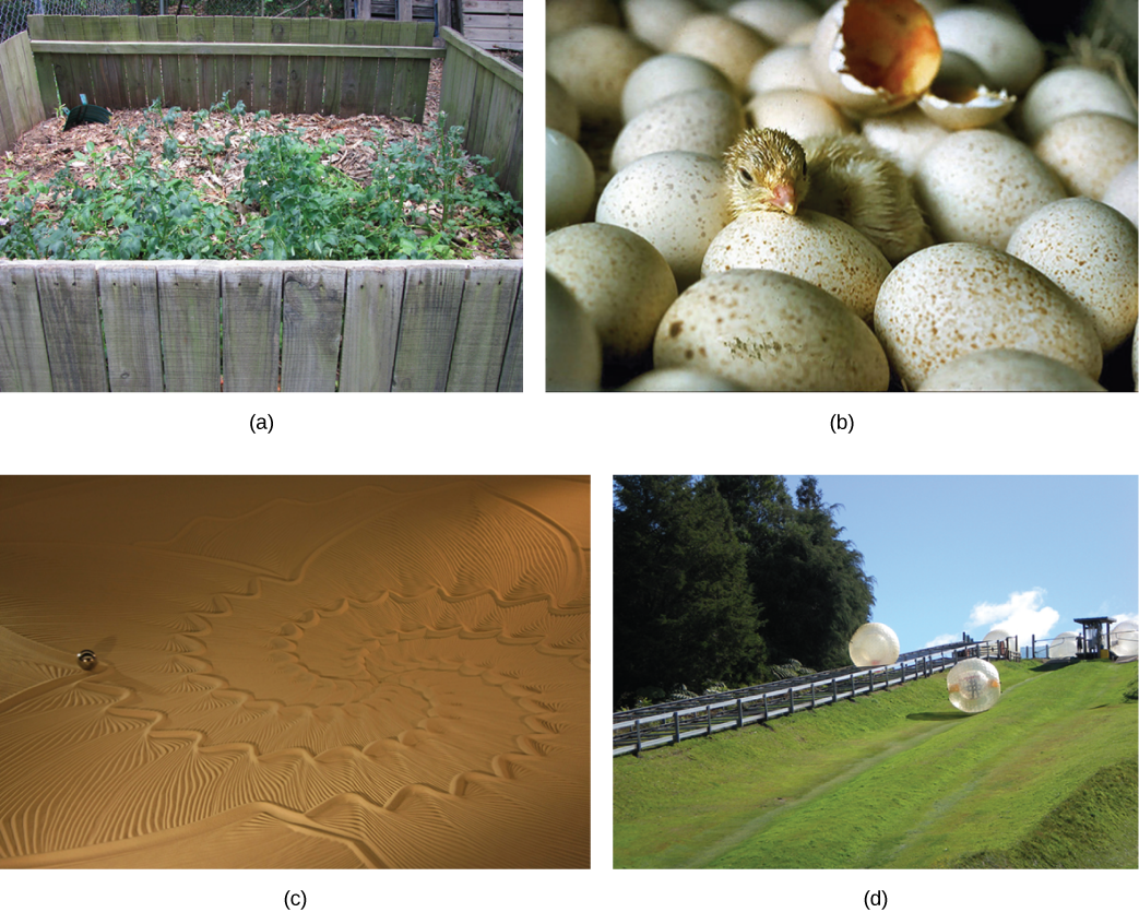 There are four photos show. The first photo shows a pile of wood chips and dirt, with small plants growing from this. The second photo shows a small baby bird breaking out of its egg as it hatches. The third photo shows a large patch of desert where someone has drawn patterns in the sand. The fourth photo shows a grassy hill outside where people climb into giant inflatable balls and roll down the hillside.