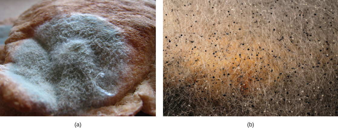The photo in part A shows a thick layer of green mold growing on bread. Fuzzy white projections grow from the mold. Part B shows a photo of black tips in bread mold.