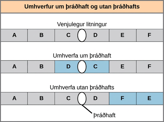 Illustration shows pericentric and paracentric inversions. In this example, the order of genes in the normal chromosome is A B C D E F, with the centromere between genes C and D. In the pericentric inversion the order is A B D C E F. In the paracentric inversion example, the resulting gene order is A B C D F E.