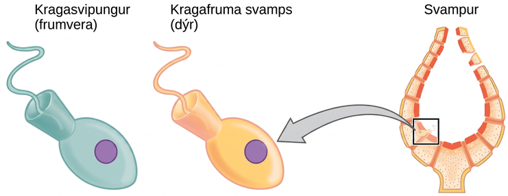 The image on the left shows a choanoflagellate, which is a single-celled protest. The image on the right shows a sponge choanocyte cell that lines the inside of a sponge. The two cells appear identical. Both are egg shaped with a cone at the back end. A flagellum juts out from the wide part of the cone.