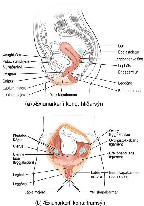 Side and front views of female reproductive organs are shown. The vagina is wide at the bottom, and narrows into the cervix. Above the cervix is the uterus, which is shaped like a triangle pointing down. Fallopian tubes extend from the top sides of the uterus. The Fallopian tubes curve back in toward the uterus, and end in fingerlike appendages called fimbriae. The ovaries are located between the fimbriae and the uterus. The urethra is located in front of the vagina, and the rectum is located behind. The clitoris is a structure located in front of the urethra. The labia minora and labia majora are folds of tissue on either side of the vagina.