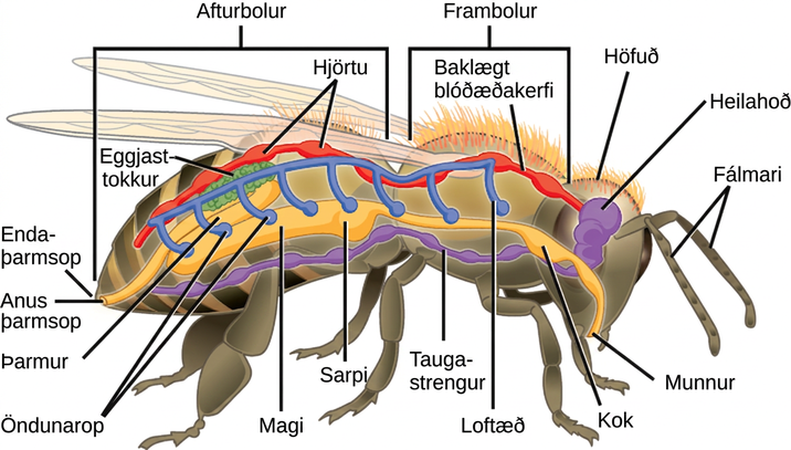 The illustration shows the anatomy of a bee. The overall body plan consists of a head, a thorax, and an abdomen region, with antennae attached to the head. The digestive system consists of a mouth, pharynx, crop, stomach, intestine, and anus. The respiratory system consists of spiracles, or openings, along the side of the bee’s body that connect to tracheas that run up and join a larger dorsal tube that connects all the spiracles together. The circulatory system consists of a dorsal blood vessel that has multiple hearts along its length. The nervous system consists of cerebral ganglia in the head that connect to a ventral nerve cord with segmented ganglia. An ovary is illustrated and located in the dorsal mid abdomen portion of the body.