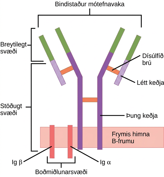 Illustration shows a B cell receptor that has two column-like subunits, called heavy chains, projecting up from the plasma membrane. Each column bends away from the other about halfway up, resulting in a Y-shaped structure. Two shorter subunits, called light chains, join the heavy chains after the bend. The upper portion of both the light and heavy chains is the variable region that makes up the antigen binding site. The bottom of both light and heavy chains forms the constant region. The signal transduction region consists of two proteins, I g beta and I g alpha, embedded in the plasma membrane, with projections on the cytoplasmic side.